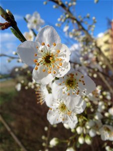 Kirschpflaume (Prunus cerasifera) im Hockenheimer Rheinbogen photo