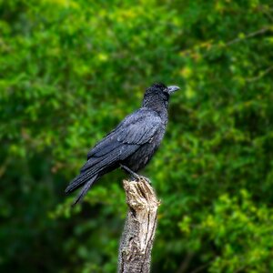 Black raven bird nature photo