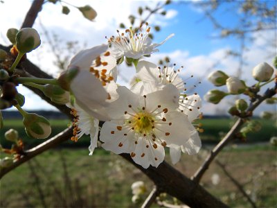 Kirschpflaume (Prunus cerasifera) im Hockenheimer Rheinbogen photo