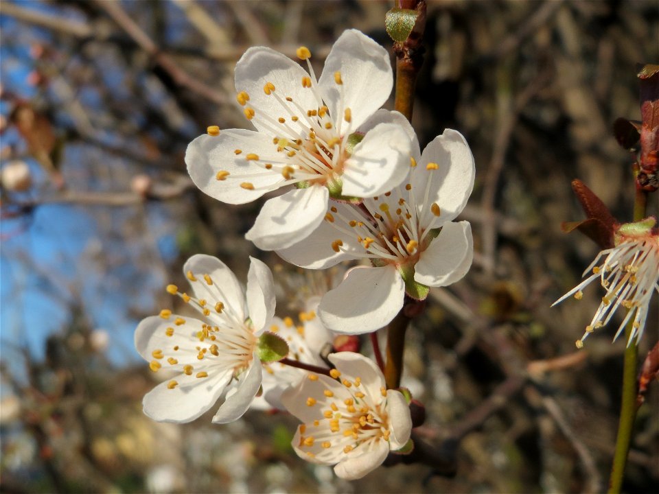 Kirschpflaume (Prunus cerasifera) in Hockenheim