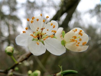 Kirschpflaume (Prunus cerasifera) im Schwetzinger Hardt photo