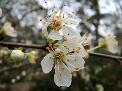 Kirschpflaume (Prunus cerasifera) im Schwetzinger Hardt