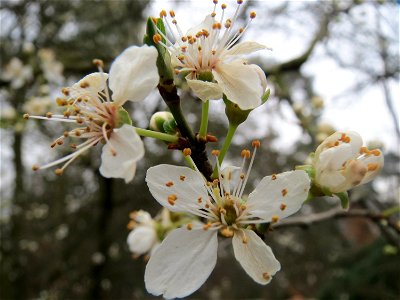 Kirschpflaume (Prunus cerasifera) im Schwetzinger Hardt photo