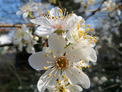 Kirschpflaume (Prunus cerasifera) in Hockenheim photo