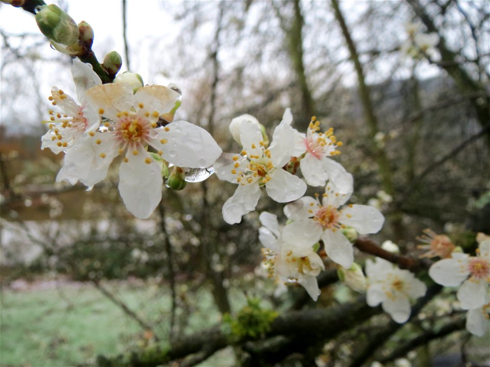 Kirschpflaume (Prunus cerasifera) am Staden in Saarbrücken