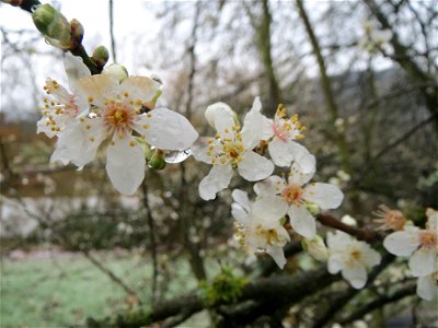 Kirschpflaume (Prunus cerasifera) am Staden in Saarbrücken