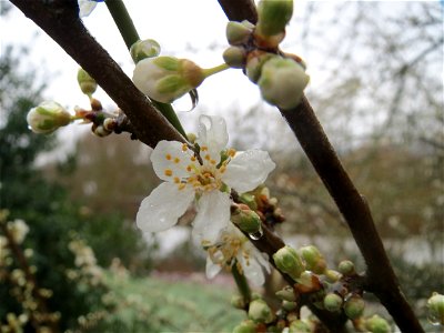 Kirschpflaume (Prunus cerasifera) am Staden in Saarbrücken