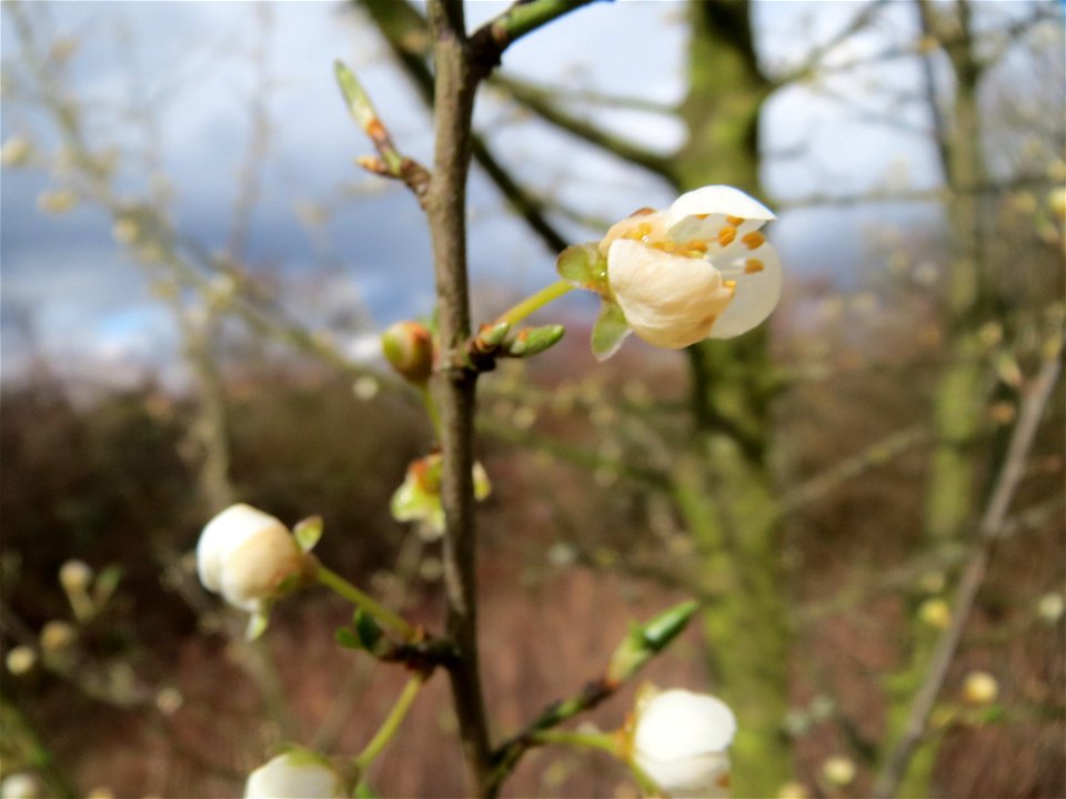 Kirschpflaume (Prunus cerasifera) in der Galgendell in Alt-Saarbrücken