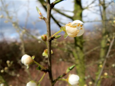 Kirschpflaume (Prunus cerasifera) in der Galgendell in Alt-Saarbrücken