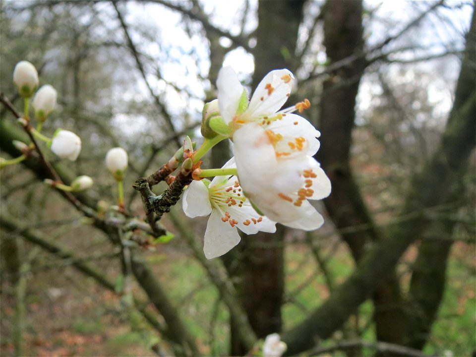 Kirschpflaume (Prunus cerasifera) in der Galgendell in Alt-Saarbrücken
