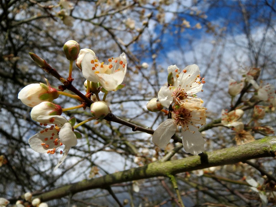 Kirschpflaume (Prunus cerasifera) im Almet in Saarbrücken