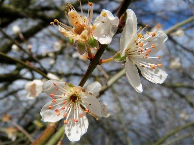 Kirschpflaume (Prunus cerasifera) im Almet in Saarbrücken