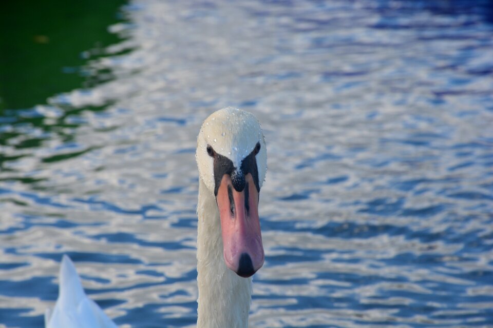 Lake plumage pond