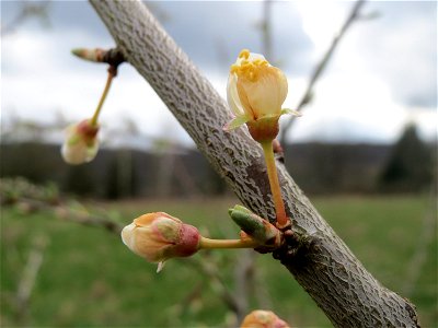 Kirschpflaume (Prunus cerasifera) im Almet in Saarbrücken
