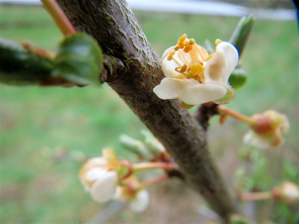 Kirschpflaume (Prunus cerasifera) im Almet in Saarbrücken