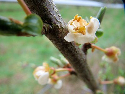 Kirschpflaume (Prunus cerasifera) im Almet in Saarbrücken