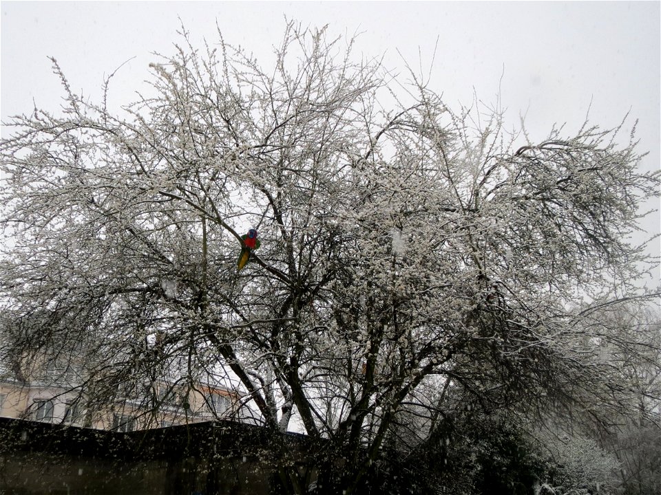 Kirschpflaume (Prunus cerasifera) am Staden in Saarbrücken (Schneefall am 7. März 2016)