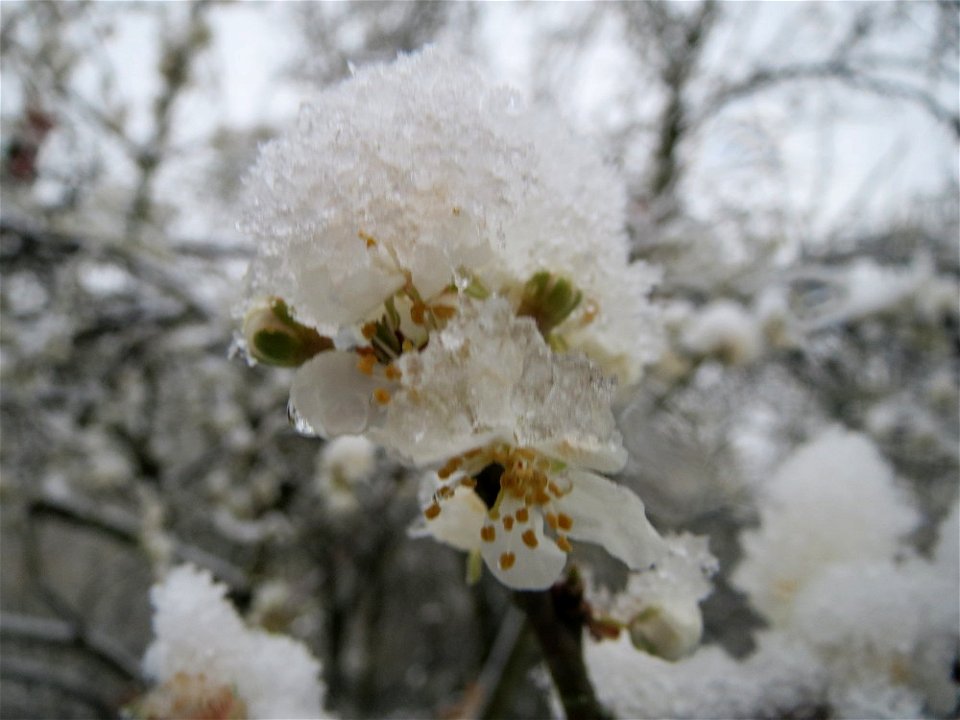 Kirschpflaume (Prunus cerasifera) am Staden in Saarbrücken (Schneefall am 7. März 2016)