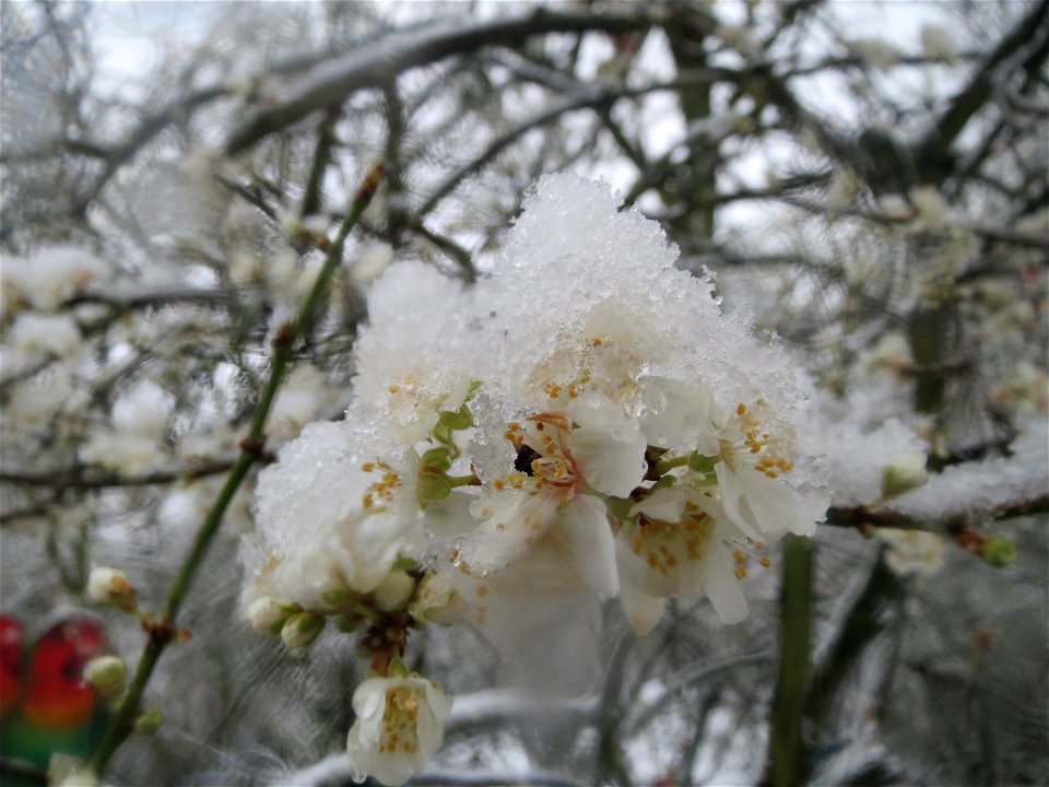 Kirschpflaume (Prunus cerasifera) am Staden in Saarbrücken (Schneefall am 7. März 2016)