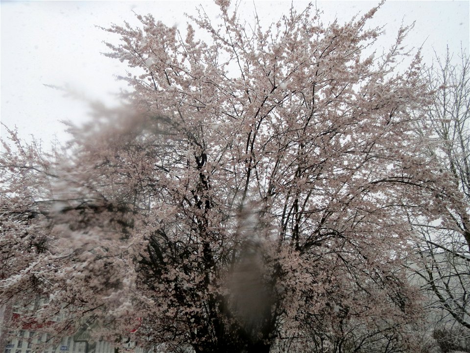 Kirschpflaume (Prunus cerasifera) in Saarbrücken (Schneefall am 7. März 2016)