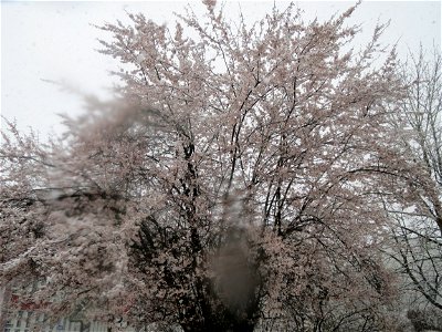 Kirschpflaume (Prunus cerasifera) in Saarbrücken (Schneefall am 7. März 2016)