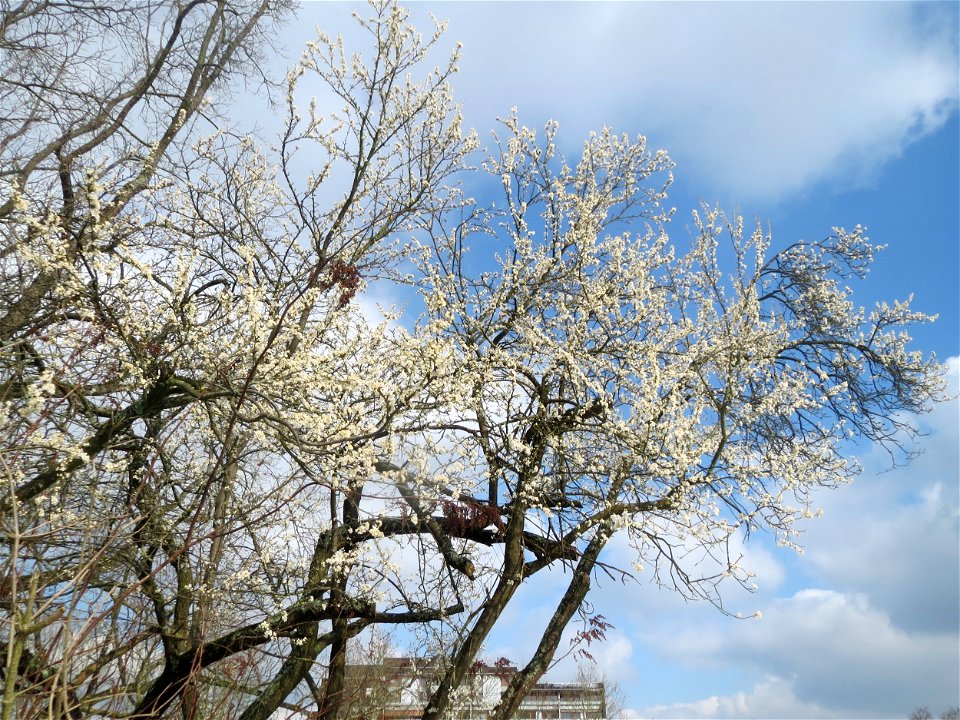 Blühende Kirschpflaume (Prunus cerasifera) an der Saar in Alt-Saarbrücken