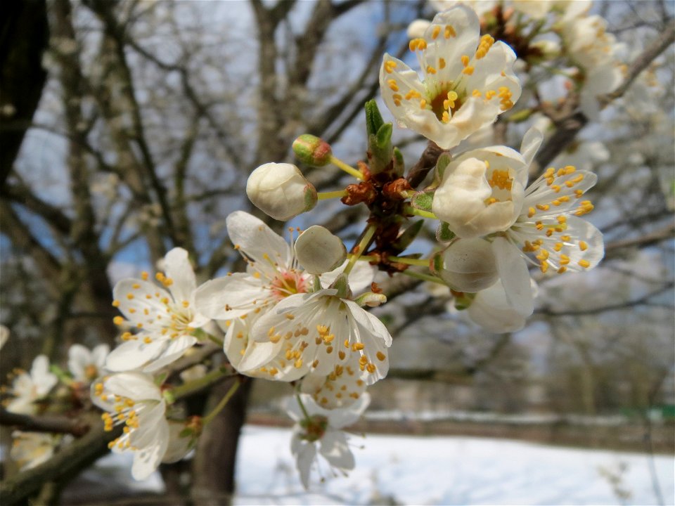 Blühende Kirschpflaume (Prunus cerasifera) an der Saar in Alt-Saarbrücken