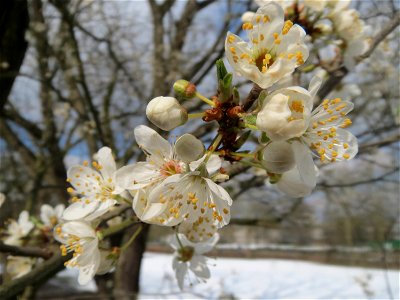 Blühende Kirschpflaume (Prunus cerasifera) an der Saar in Alt-Saarbrücken