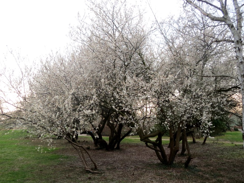 Kirschpflaume (Prunus cerasifera) im Landesgartenschaupark Hockenheim