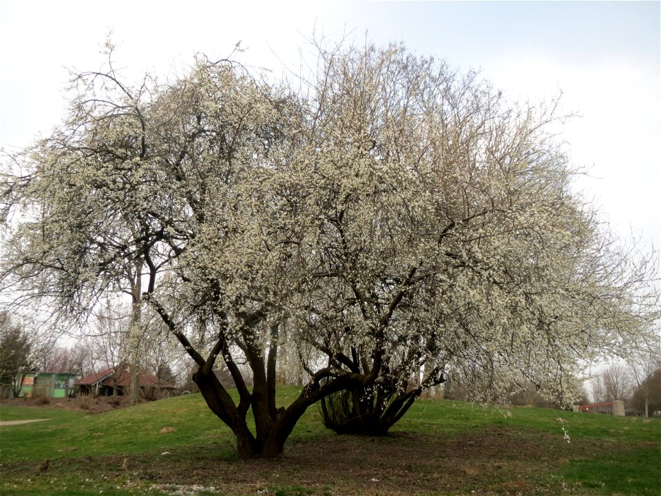 Kirschpflaume (Prunus cerasifera) im Landesgartenschaupark Hockenheim