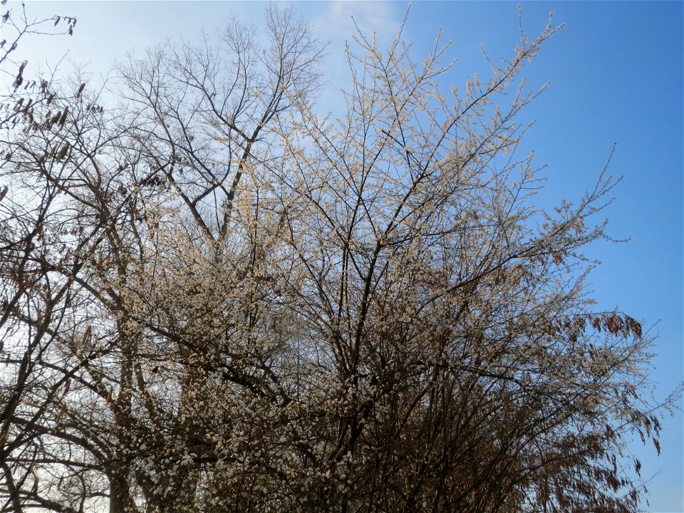 Blühende Kirschpflaume (Prunus cerasifera) im Hockenheimer Rheinbogen