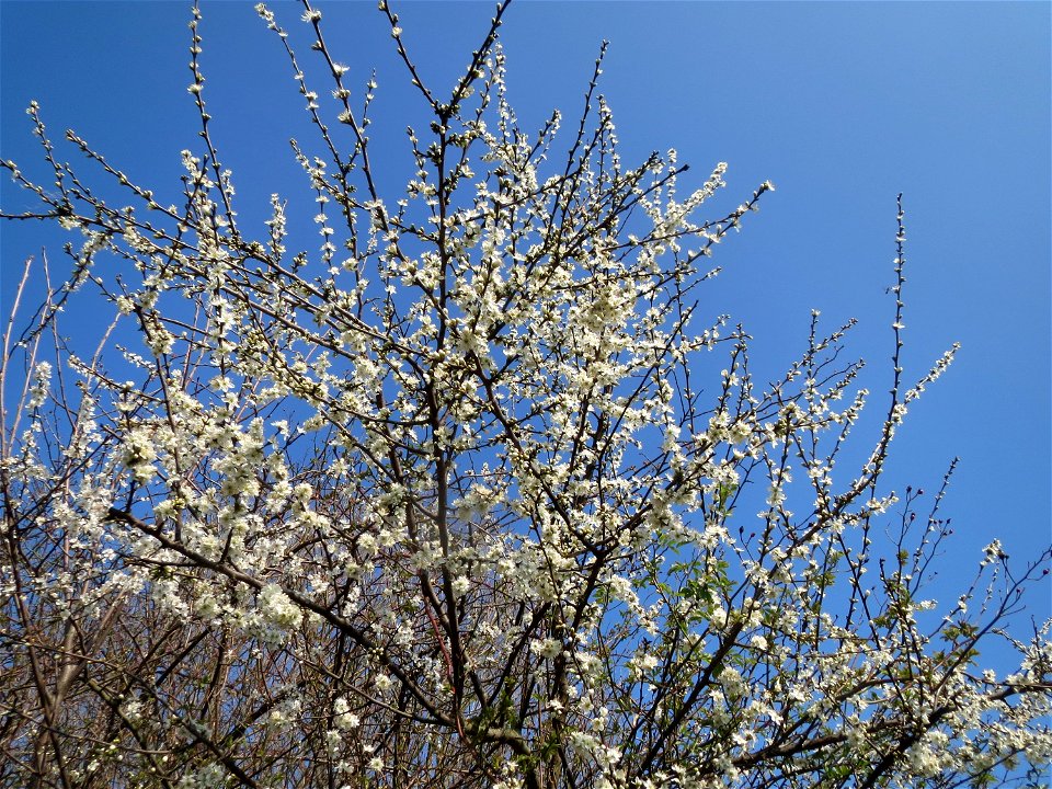 Kirschpflaume (Prunus cerasifera) im Ebertpark Hockenheim