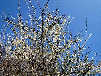 Kirschpflaume (Prunus cerasifera) im Ebertpark Hockenheim