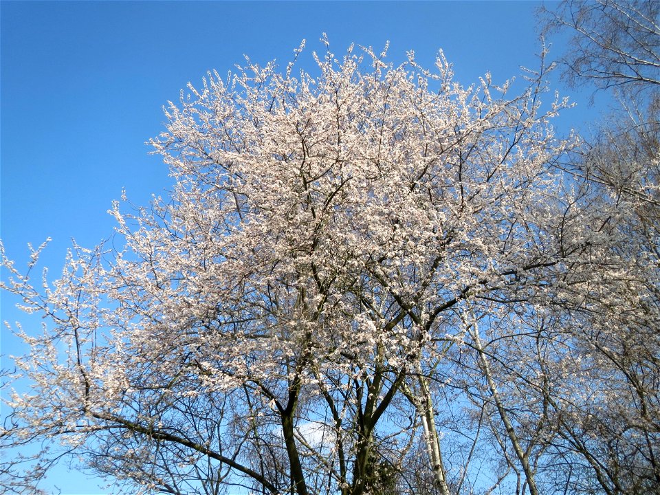 Kirschpflaume (Prunus cerasifera) im Ebertpark Hockenheim