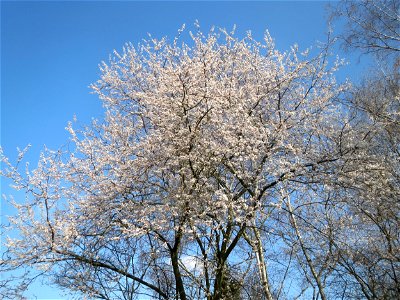 Kirschpflaume (Prunus cerasifera) im Ebertpark Hockenheim