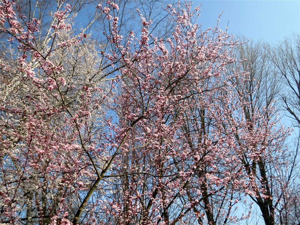 Kirschpflaume (Prunus cerasifera) im Ebertpark Hockenheim