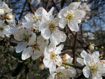 Kirschpflaume (Prunus cerasifera) im Ebertpark Hockenheim
