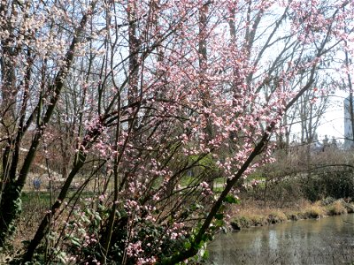 Kirschpflaume (Prunus cerasifera) im Ebertpark Hockenheim