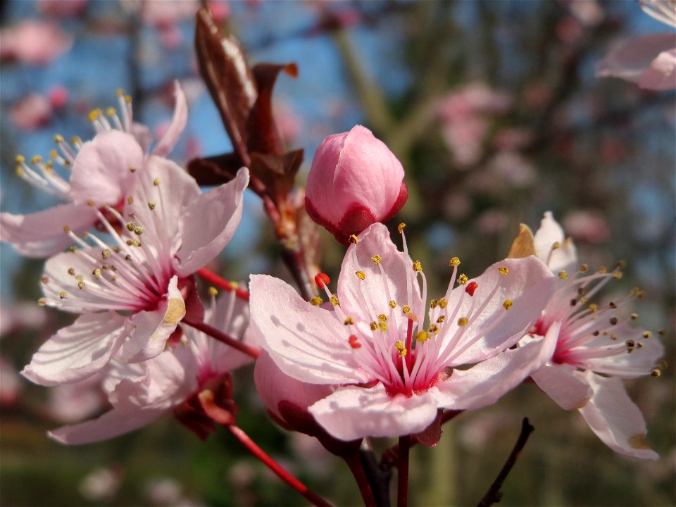 Kirschpflaume (Prunus cerasifera) im Ebertpark Hockenheim