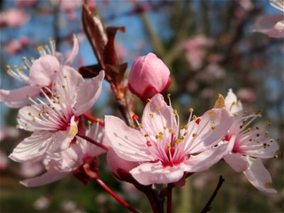 Kirschpflaume (Prunus cerasifera) im Ebertpark Hockenheim