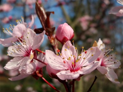 Kirschpflaume (Prunus cerasifera) im Ebertpark Hockenheim photo