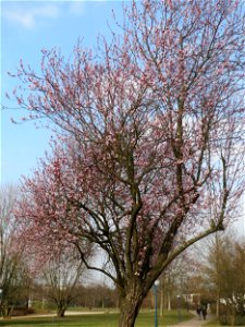 Kirschpflaume (Prunus cerasifera) im Landesgartenschaupark Hockenheim