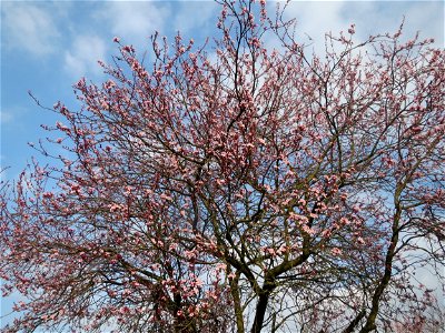 Kirschpflaume (Prunus cerasifera) im Landesgartenschaupark Hockenheim