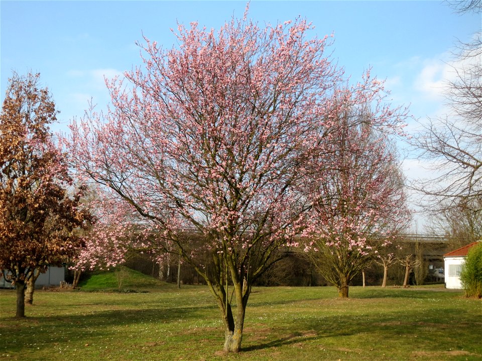 Kirschpflaume (Prunus cerasifera) im Landesgartenschaupark Hockenheim