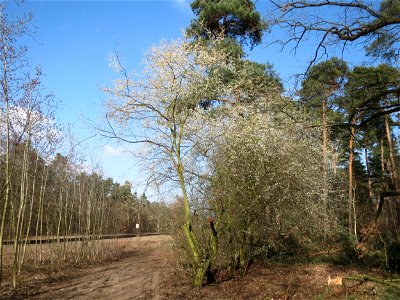 Kirschpflaume (Prunus cerasifera) im Schwetzinger Hardt