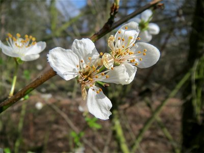 Kirschpflaume (Prunus cerasifera) im Schwetzinger Hardt photo