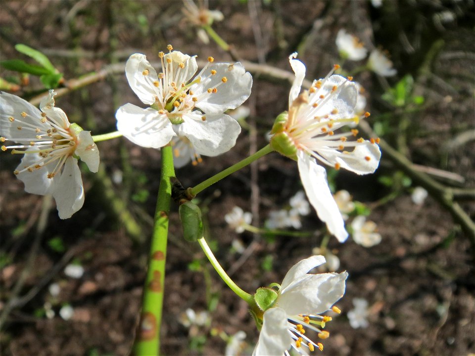 Kirschpflaume (Prunus cerasifera) im Schwetzinger Hardt