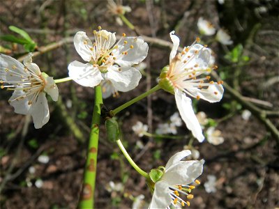 Kirschpflaume (Prunus cerasifera) im Schwetzinger Hardt