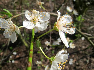 Kirschpflaume (Prunus cerasifera) im Schwetzinger Hardt photo