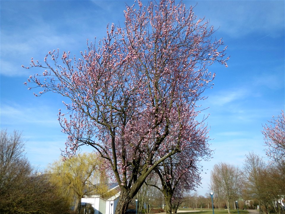 Kirschpflaume (Prunus cerasifera) im Landesgartenschaupark Hockenheim